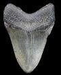 Megalodon Tooth - South Carolina #34265-2